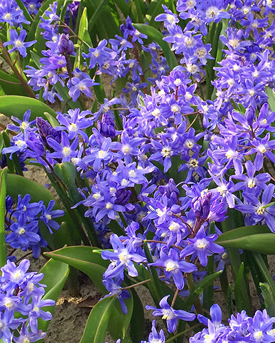 Chionodoxa sardensis.jpg